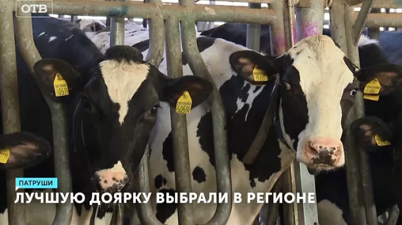 Лучшую доярку выбрали в Свердловской области