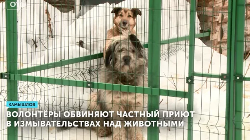 Волонтёры обвиняют частный приют в измывательствах над животными