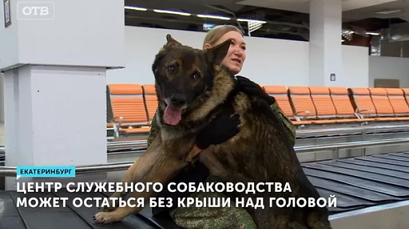 С собаками на выход: центр служебного собаководства может остаться без крыши над головой