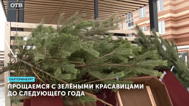 Прощаемся с зелёными красавицами до следующего года