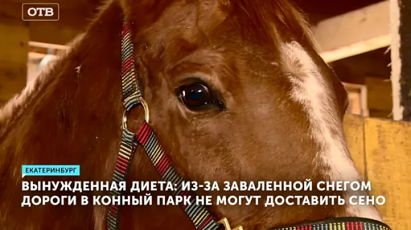 Вынужденная диета: из-за заваленной снегом дороги в конный парк не могут доставить сено