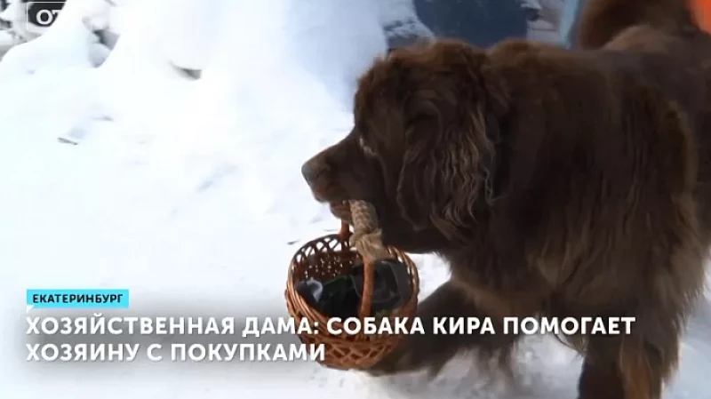 Хозяйственная дама: собака Кира помогает хозяину с покупками