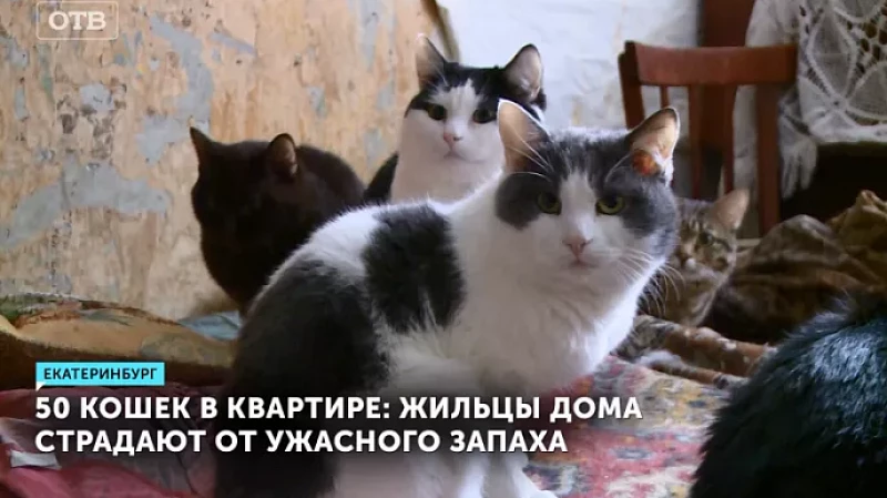 50 кошек в квартире: жильцы дома страдают от ужасного запаха