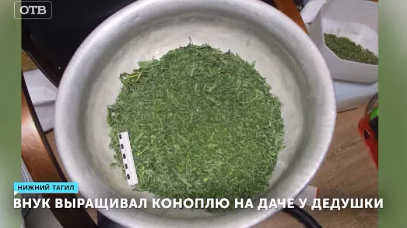 Внук выращивал коноплю на даче у дедушки