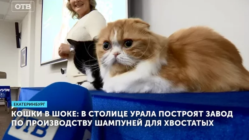 Кошки в шоке: в столице Урала построят завод по производству шампуней для хвостатых