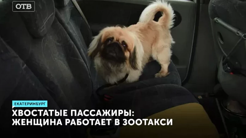 Хвостатые пассажиры: женщина работает в зоотакси