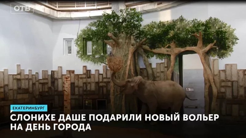 Слонихе Даше подарили новый вольер на День города