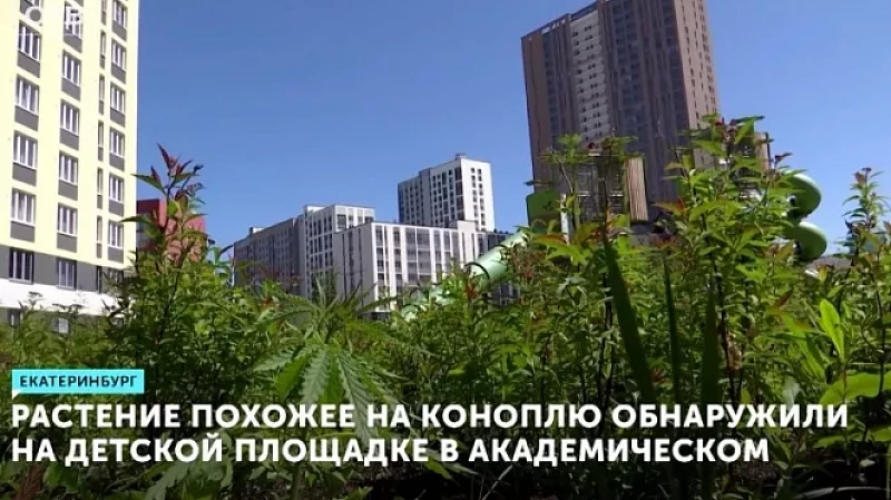 Растение, похожее на коноплю, обнаружили на детской площадке в Академическом