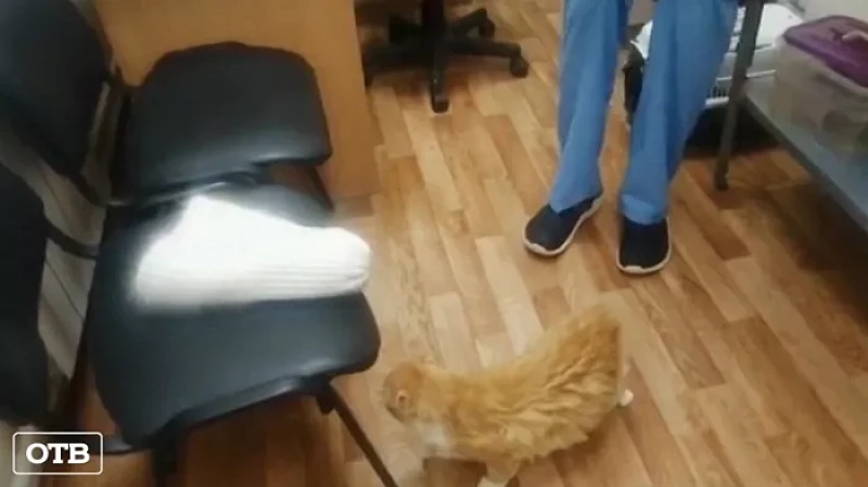 Спасённого кота из Режа, засветившегося в роликах на YouTube, доставили в Екатеринбург