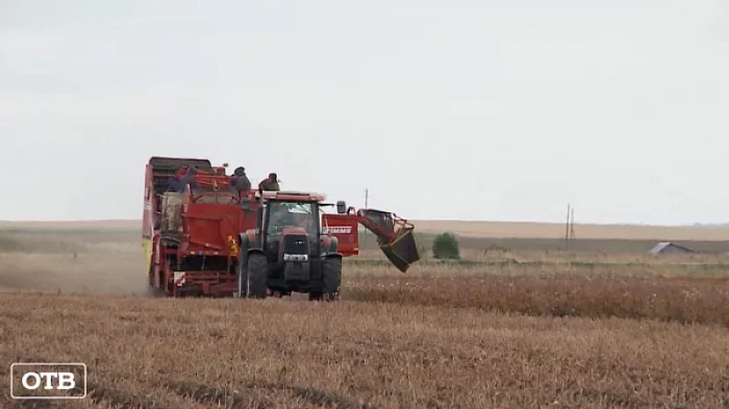 В Свердловской области рассчитывают перевыполнить план по уборке овощей