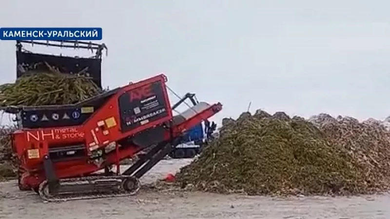 Больше 5000 новогодних елей измельчили в щепки