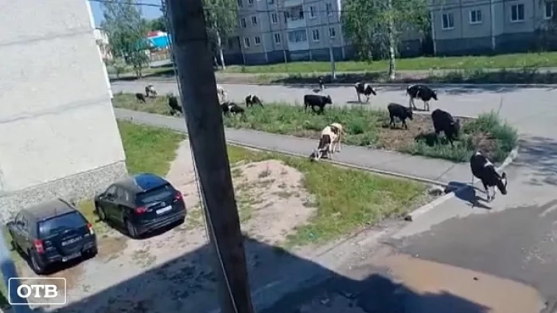Стадо коров взяло в плен посёлок Калья