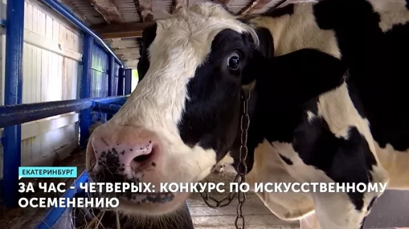 За час – четверых: конкурс по искусственному осеменению