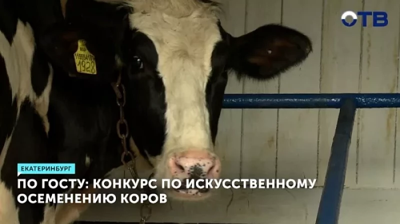 По ГОСТу: конкурс по искусственному осеменению коров