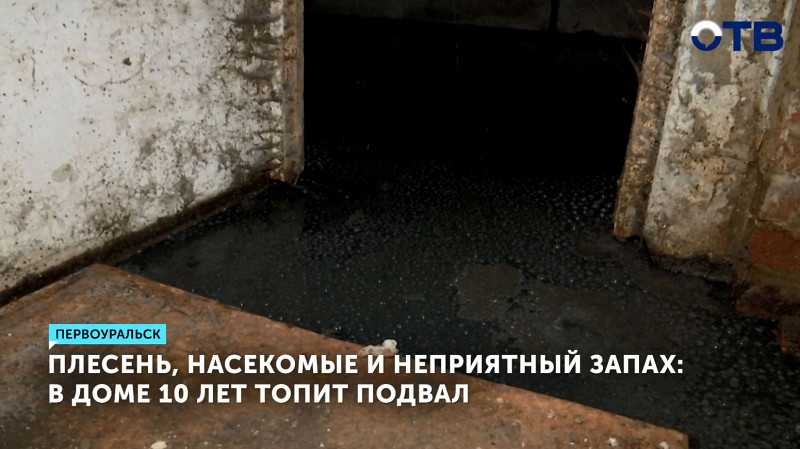 Плесень, насекомые и неприятный запах: в доме 10 лет топит подвал