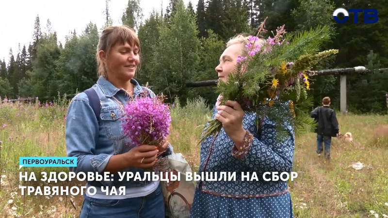 Уральцы вышли на сбор травяного чая