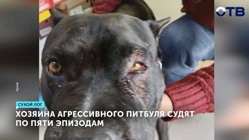Хозяина агрессивного питбуля судят по пяти эпизодам