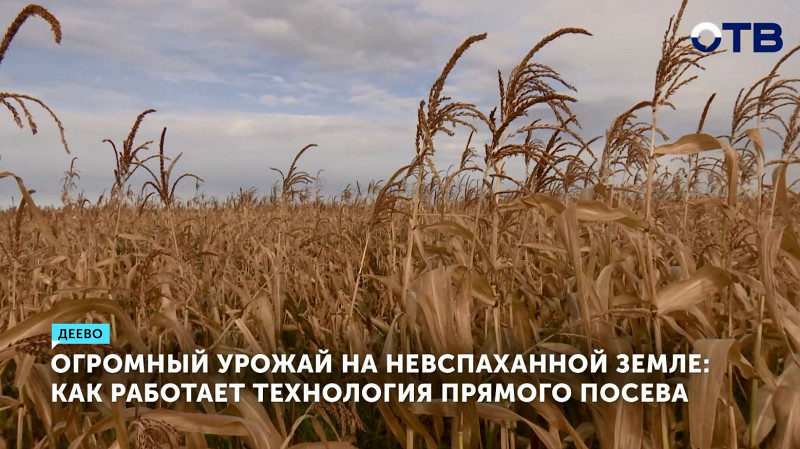 Как работает технология прямого посева