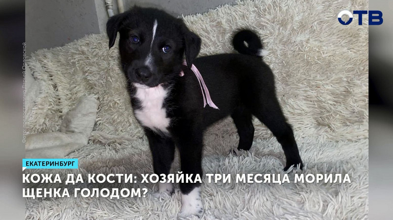 Кожа да кости: хозяйка три месяца морила щенка голодом?
