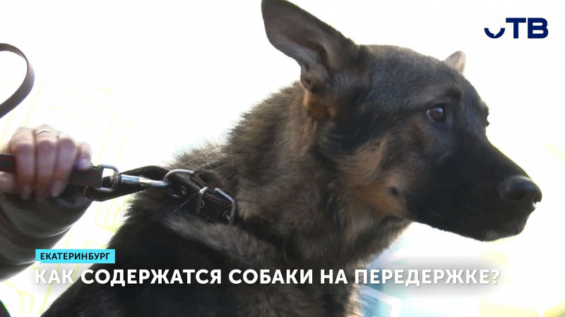Как содержатся собаки на передержке?