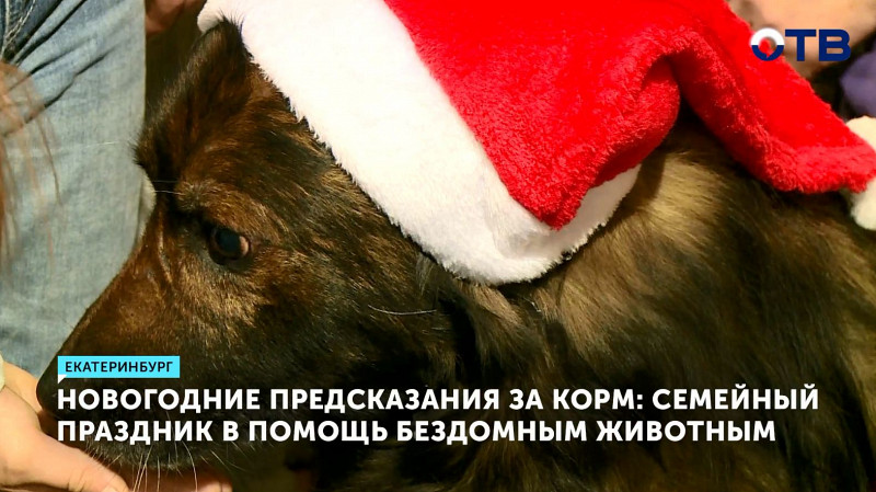 Новогодние предсказания за корм: семейный праздник в помощь бездомным животным