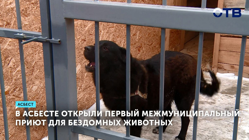 В Асбесте открыли первый межмуниципальный приют для бездомных животных