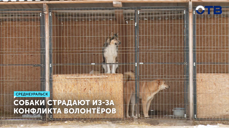 В Среднеуральске в приюте для животных разгорелся конфликт между волонтёрами