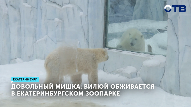 Медвежонок Вилюй начал новую жизнь в Екатеринбургском зоопарке
