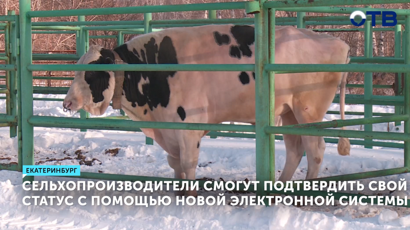 Уральским аграриям упростили получение субсидий через интернет