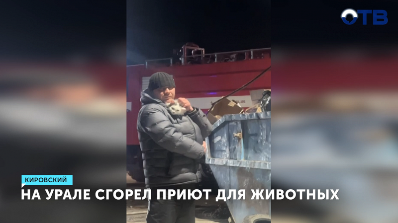 Приют для животных сгорел в поселке Кировский