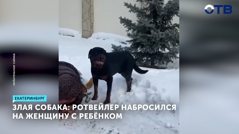 Ротвейлер напал на женщину и ребёнка в Екатеринбурге