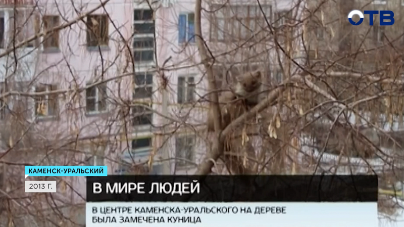 В Каменске-Уральском школьники спасли с дерева куницу