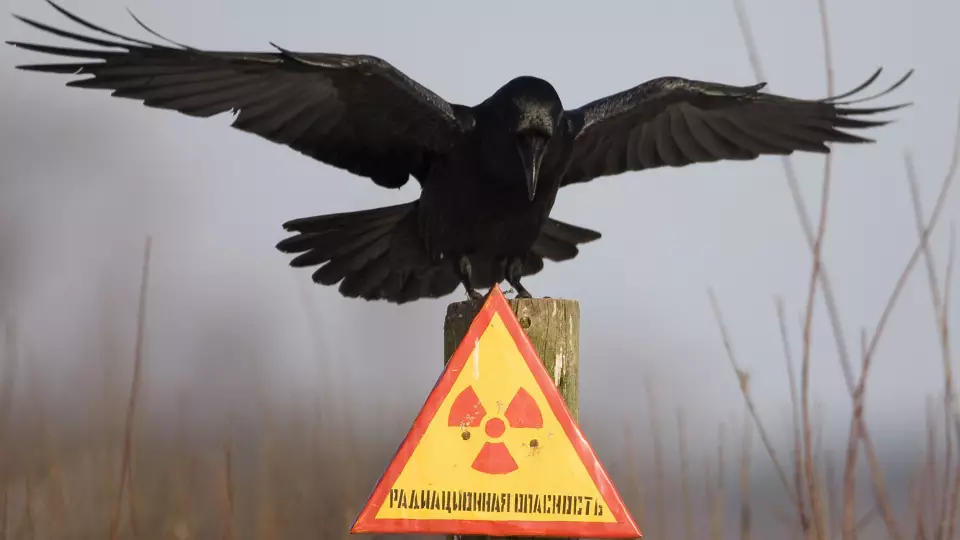 Ученые выяснили, как авария в Чернобыле изменила организм птиц
