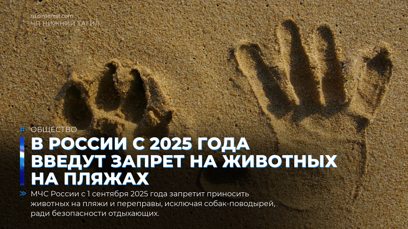 В России с 2025 года введут запрет на животных на пляжах