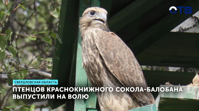 Птенцов краснокнижного сокола-балобана выпустили на волю