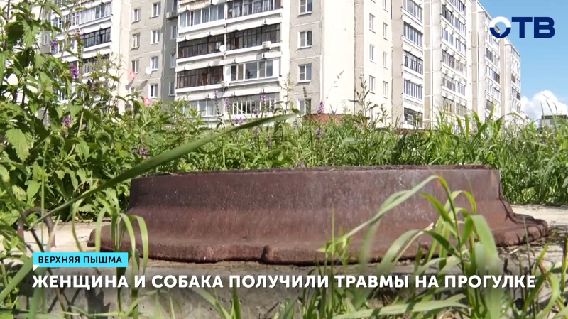 Женщина из Верхней Пышмы требует компенсацию за травму собаки на прогулке