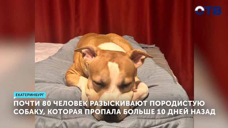 В Екатеринбурге 80 человек ищут пропавшую собаку Варю