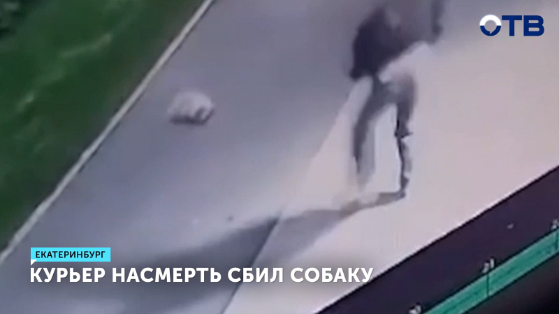 Курьер сбил собаку в Екатеринбурге: хозяйка требует компенсацию