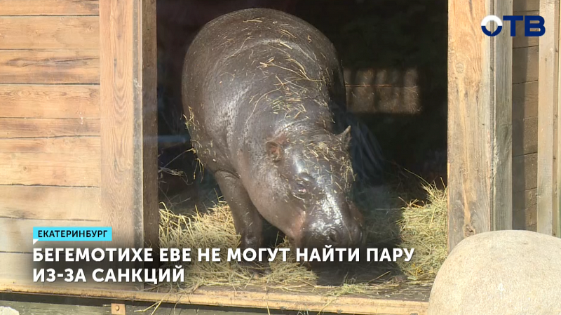 Бегемотихе Еве не могут найти пару из-за санкций
