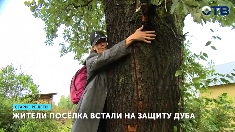 Жители Старых Решёт борются за спасение многовекового дуба