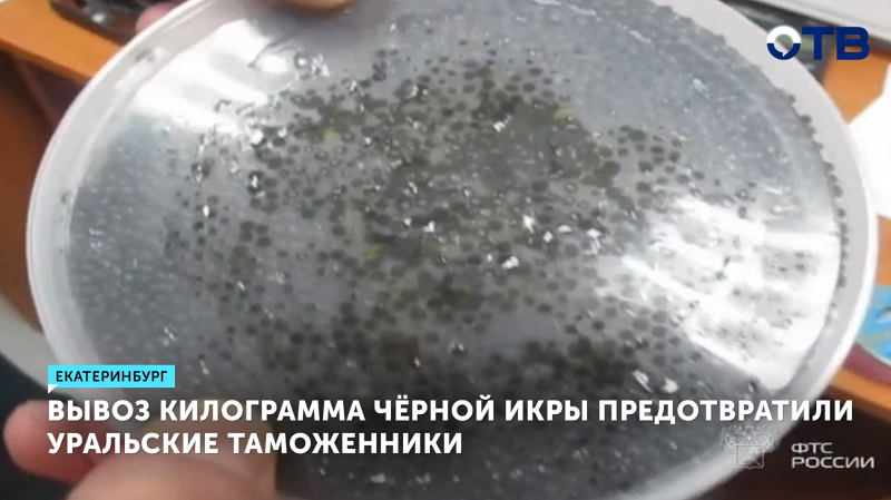 Женщину оштрафовали за попытку вывоза килограмма чёрной икры в Грузию