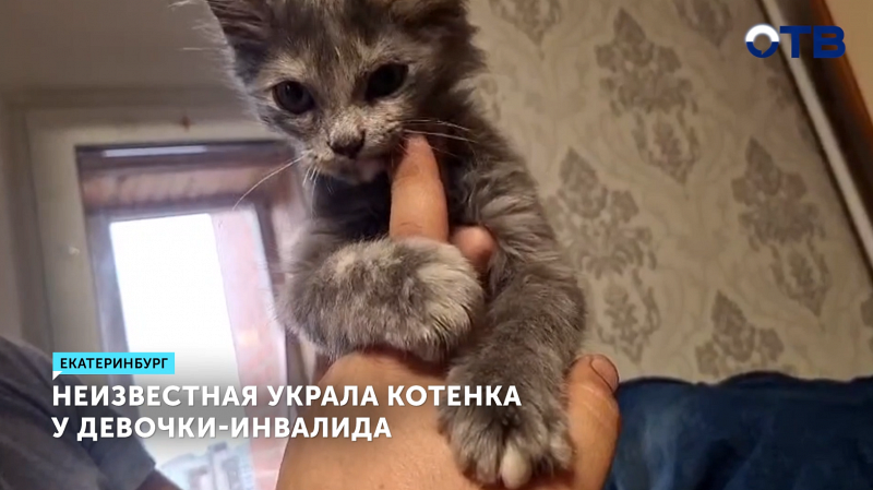 Неизвестная украла котенка у девочки-инвалида в Екатеринбурге