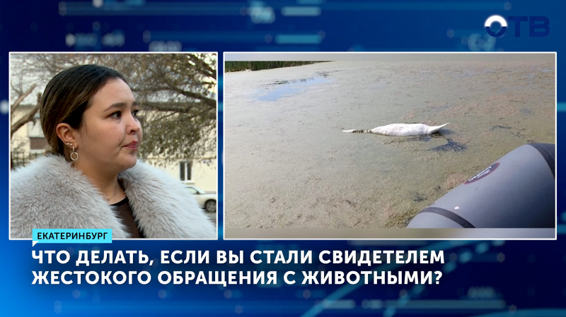 Как действовать, если замечаешь жестокое обращение с животными?