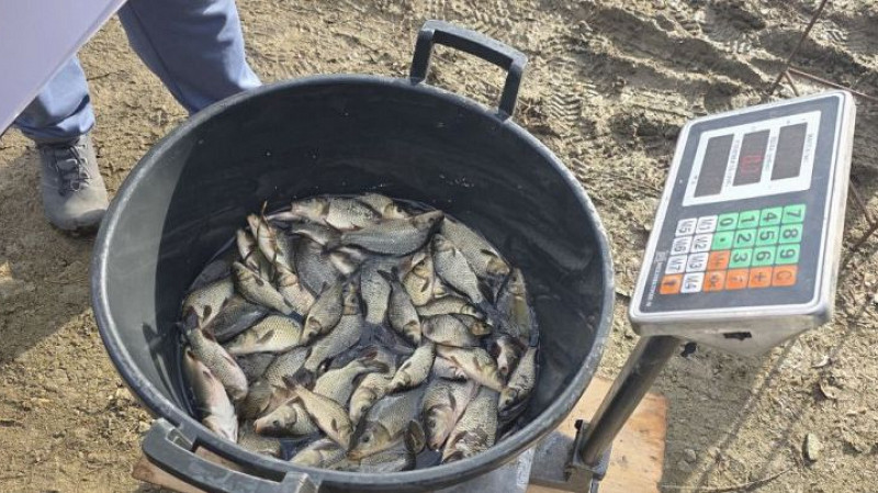 Более 24 тысяч мальков сазана выпустили в уральские водоёмы