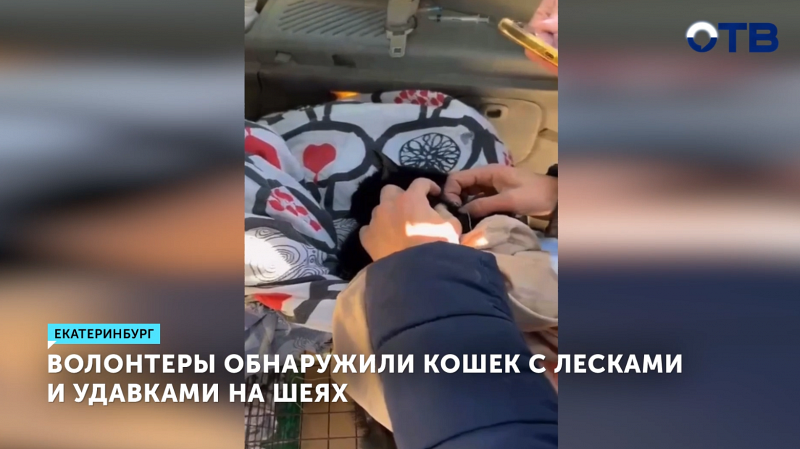 В Екатеринбурге спасли кошек с проволокой на шее