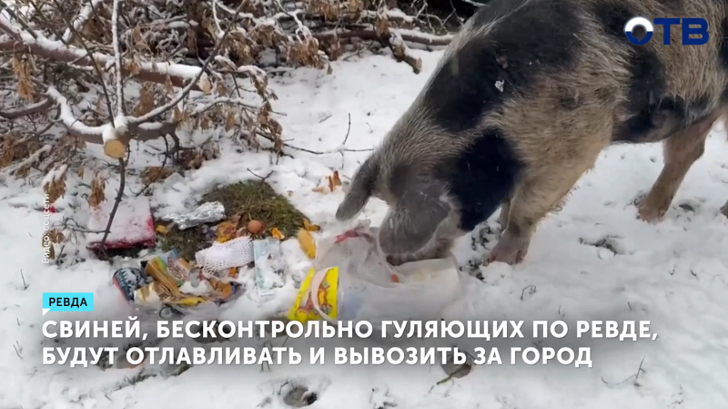 Свиней, бесконтрольно гуляющих по Ревде, будут отлавливать и вывозить за город