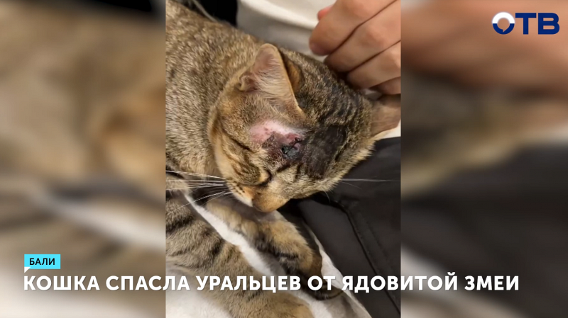 Кошка спасла уральцев от ядовитой змеи