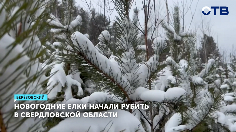 Новогодние елки начали рубить в Свердловской области