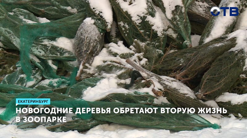 Екатеринбургский зоопарк переработает около 700 новогодних елей