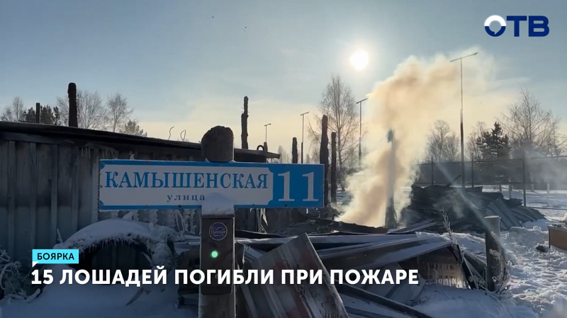 Пожар в конюшне деревни Боярка унес жизни 15 лошадей и травмировал мужчину